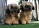 Shih Tzu Puppies for sale in Avondale, AZ, USA. price: $2,500