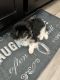 Shih Tzu Puppies for sale in Elkton, MD 21921, USA. price: $1,000