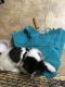 Shih Tzu Puppies for sale in South Holland, IL, USA. price: $600