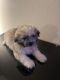 Shih Tzu Puppies for sale in Wood Village, OR 97060, USA. price: $1,500