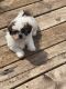 Shih Tzu Puppies for sale in Tinley Park, IL, USA. price: $650