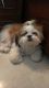 Shih Tzu Puppies for sale in Chandigarh, India. price: 15000 INR
