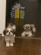 Shih Tzu Puppies for sale in Rialto, CA, USA. price: $2,000