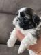 Shih Tzu Puppies for sale in Harrison, MI 48625, USA. price: $1,200