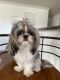 Shih Tzu Puppies for sale in Inman, SC 29349, USA. price: $1,000