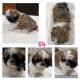 Shih Tzu Puppies for sale in Aubrey, TX 76227, USA. price: $1,500