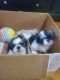 Shih Tzu Puppies for sale in West Covina, CA, USA. price: $1,500