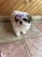 Shih Tzu Puppies for sale in Coldwater, MS 38618, USA. price: $1,300