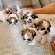 Shih Tzu Puppies for sale in Garfield, NJ 07026, USA. price: $500