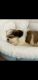 Shih Tzu Puppies for sale in Malad, Malad East, Mumbai, Maharashtra, India. price: 30000 INR