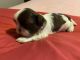 Shih Tzu Puppies for sale in Riceville, TN 37370, USA. price: $1,800