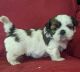 Shih Tzu Puppies for sale in Port Jervis, NY 12771, USA. price: $1,000