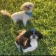 Shih Tzu Puppies for sale in McDonough, GA, USA. price: $500