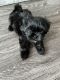 Shih Tzu Puppies for sale in Sandy Springs, GA, USA. price: $1,400