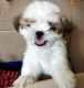 Shih Tzu Puppies for sale in Radhika X Road, APHB Colony, Kapra, Secunderabad, Telangana 500062. price: 23000 INR