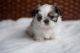 Shih Tzu Puppies for sale in Bakersfield, CA, USA. price: $4,000