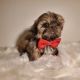 Shih Tzu Puppies for sale in Mesa, AZ, USA. price: $1,300