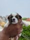 Shih Tzu Puppies for sale in Akshayanagar, Bengaluru, Karnataka, India. price: 28000 INR