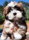 Shih Tzu Puppies for sale in Willis, TX, USA. price: $650