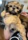 Shih Tzu Puppies for sale in Reno, NV, USA. price: NA