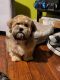 Shih Tzu Puppies for sale in Monmouth Junction, NJ 08852, USA. price: $800