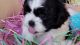 Shih Tzu Puppies for sale in Stockton, CA, USA. price: NA