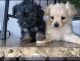 Shih Tzu Puppies for sale in Ralston, NE 68127, USA. price: NA