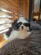 Shih Tzu Puppies for sale in Monument, CO, USA. price: $4,100