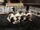 Shih Tzu Puppies for sale in Ocala, FL, USA. price: $1,300