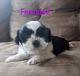 Shih Tzu Puppies for sale in Port Jervis, NY 12771, USA. price: $900