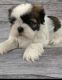 Shih Tzu Puppies for sale in Englewood, OH, USA. price: NA