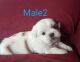 Shih Tzu Puppies for sale in Port Jervis, NY 12771, USA. price: $900