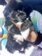 Shih Tzu Puppies for sale in The Woodlands, TX, USA. price: $800
