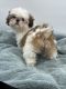 Shih Tzu Puppies for sale in Sevier County, TN, USA. price: NA