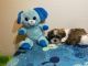 Shih Tzu Puppies for sale in Brainerd, MN 56401, USA. price: $700