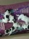 Shih Tzu Puppies for sale in Devarachiknahalli, Bommanahalli, Bengaluru, Karnataka, India. price: 20000 INR