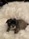 Shih Tzu Puppies for sale in Boiling Springs, SC 29316, USA. price: $1,500