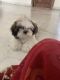 Shih Tzu Puppies for sale in Sector 15 Part 1, Sector 15, Gurugram, Haryana 122001, India. price: 24000 INR
