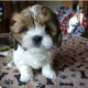 Shih Tzu Puppies for sale in Caldwell, ID, USA. price: $500
