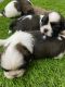 Shih Tzu Puppies for sale in Thiruvarur, Tamil Nadu, India. price: 28000 INR