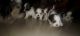 Shih Tzu Puppies for sale in Vijaya Bank Layout, Bommanahalli, Bengaluru, Karnataka 560076, India. price: 18000 INR