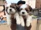 Shih Tzu Puppies for sale in Dabeerpura Road, Hyderabad, Telangana, India. price: 25000 INR