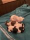 Shih Tzu Puppies for sale in Platte City, MO 64079, USA. price: NA