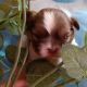 Shih Tzu Puppies for sale in Rutland, VT 05701, USA. price: $400