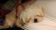 Shih Tzu Puppies for sale in Rossville, GA 30741, USA. price: $1,500