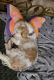 Shih Tzu Puppies for sale in Loxahatchee, FL 33412, USA. price: NA