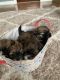 Shih Tzu Puppies for sale in Monroe, NY 10950, USA. price: $1,400
