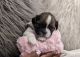 Shih Tzu Puppies for sale in Windsor, CT, USA. price: $2,500
