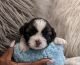 Shih Tzu Puppies for sale in Windsor, CT, USA. price: $2,500