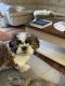 Shih Tzu Puppies for sale in Grand Rapids, MI, USA. price: $1,400